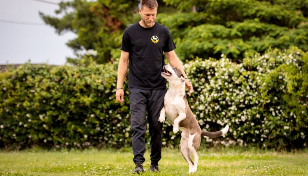 “He Will Always Miss Tim”: The Story of How Avicii’s Dog Was Inherited After His Death