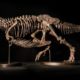 Shen the T. Rex Is Set to Hit Christie’s Auction