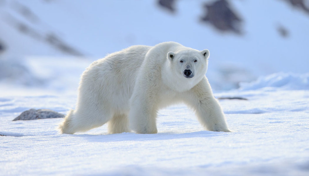 20 interesting facts about Svalbard