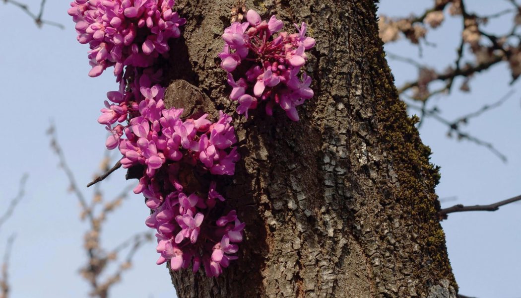 Duval Timothy Announces New Album Meeting With a Judas Tree, Shares “Mutate”: Listen