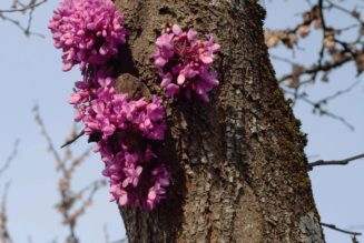 Duval Timothy Announces New Album Meeting With a Judas Tree, Shares “Mutate”: Listen