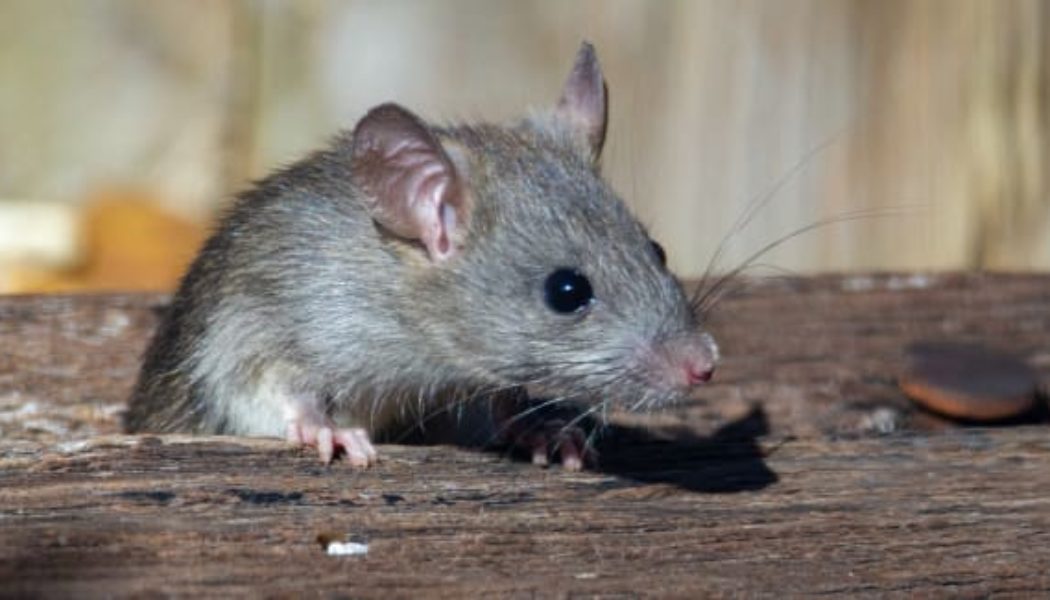 Surprising Research Finds Rats Can Dance to Music Too