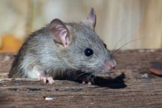Surprising Research Finds Rats Can Dance to Music Too