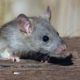 Surprising Research Finds Rats Can Dance to Music Too