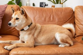 Whistle Introduces a Limited Edition Pet Smart Device for the Holidays