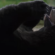 A Bear On Blow? The ‘Cocaine Bear’ Trailer Is As Wild The True Story