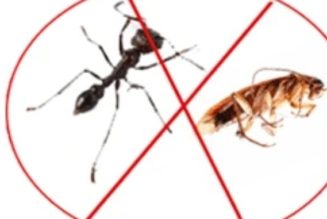 Get Rid of Rats, Ants and Cockroaches Using This Salt Trick.