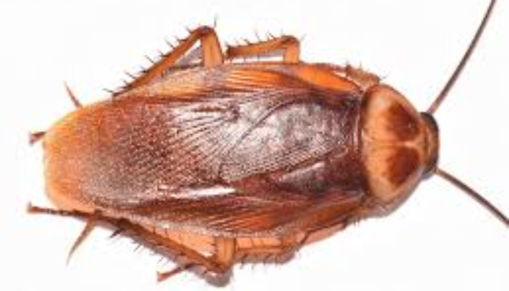 How Salt can save you from stubborn rats, bedbugs and cockroaches with ordinary salt and detergent