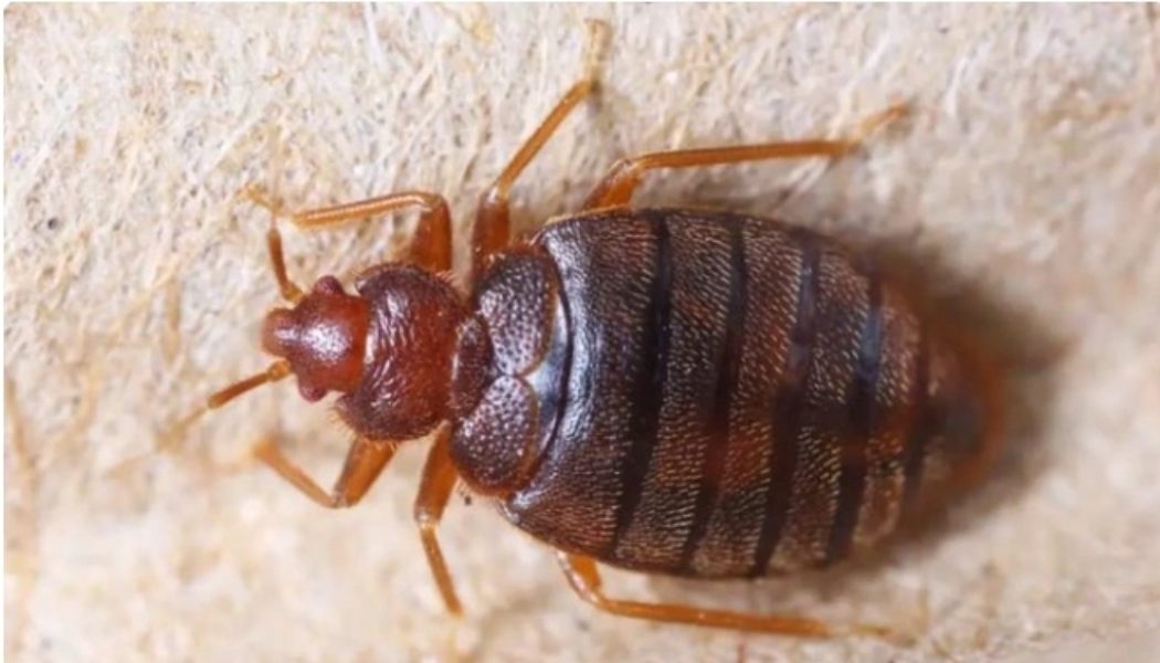 How to Permanently Get Rid of Bedbugs From Your House