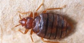 How to Permanently Get Rid of Bedbugs From Your House
