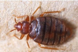How to Permanently Get Rid of Bedbugs From Your House
