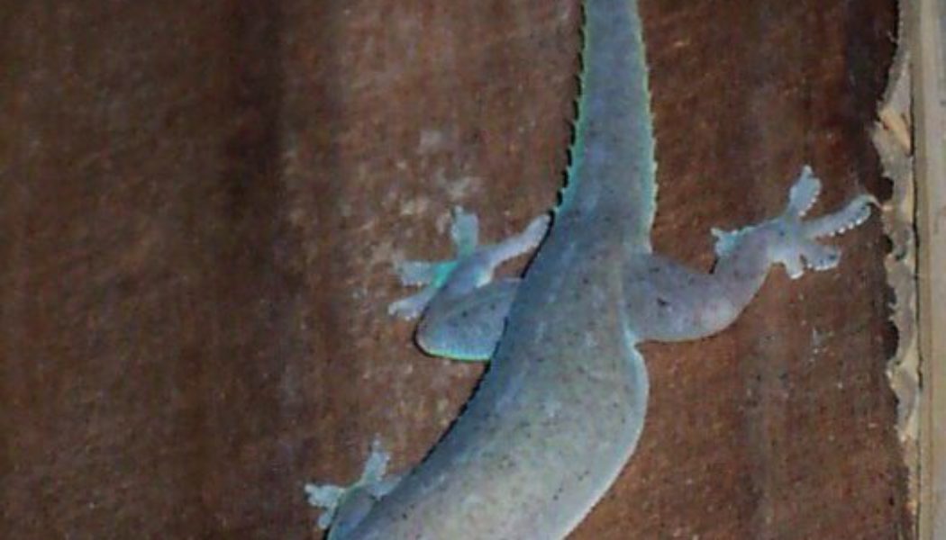 If You FREQUENTLY See Wall Geckos Around Your Houses, This Is What It Means