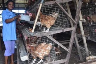 Okowa’s job creation YAGEP Made Life Easier for My Family -Ndibisi