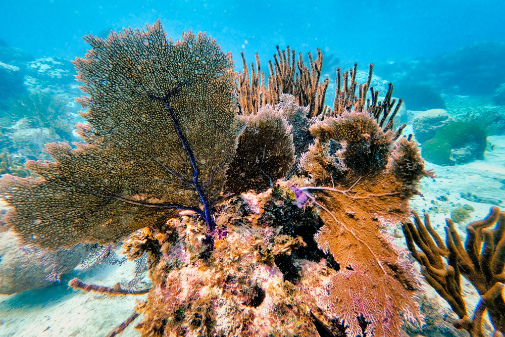 Colourful coral in Hol Chan Marine Reserve