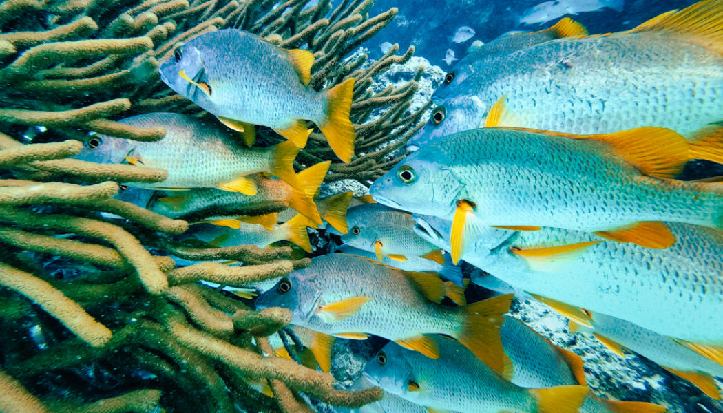 Diving Hol Chan Marine Reserve in Belize