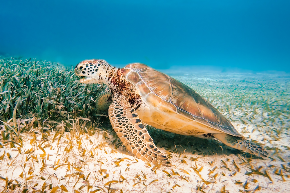 A turtle in Hol Chan Marine Reserve