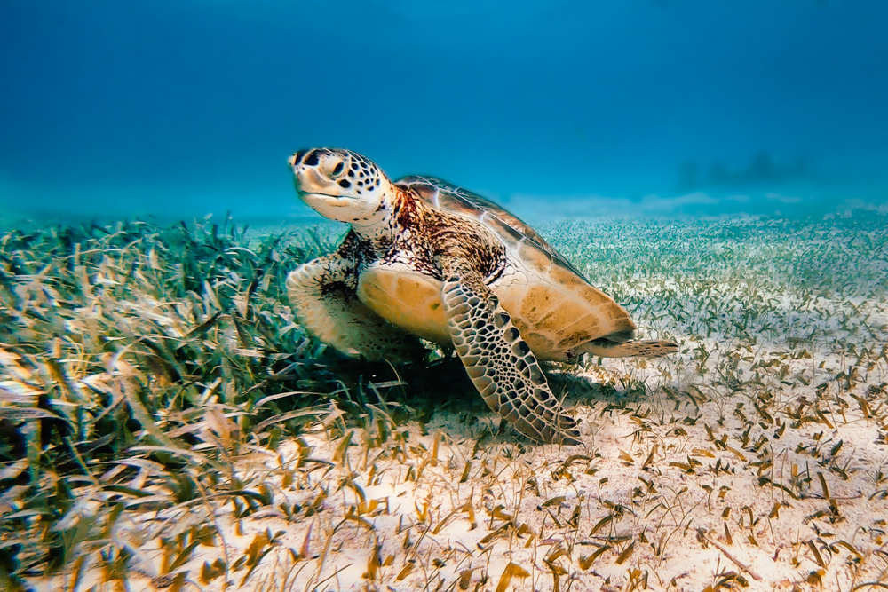 A turtle in Hol Chan Marine Reserve