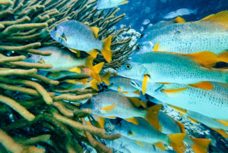 Diving Hol Chan Marine Reserve in Belize