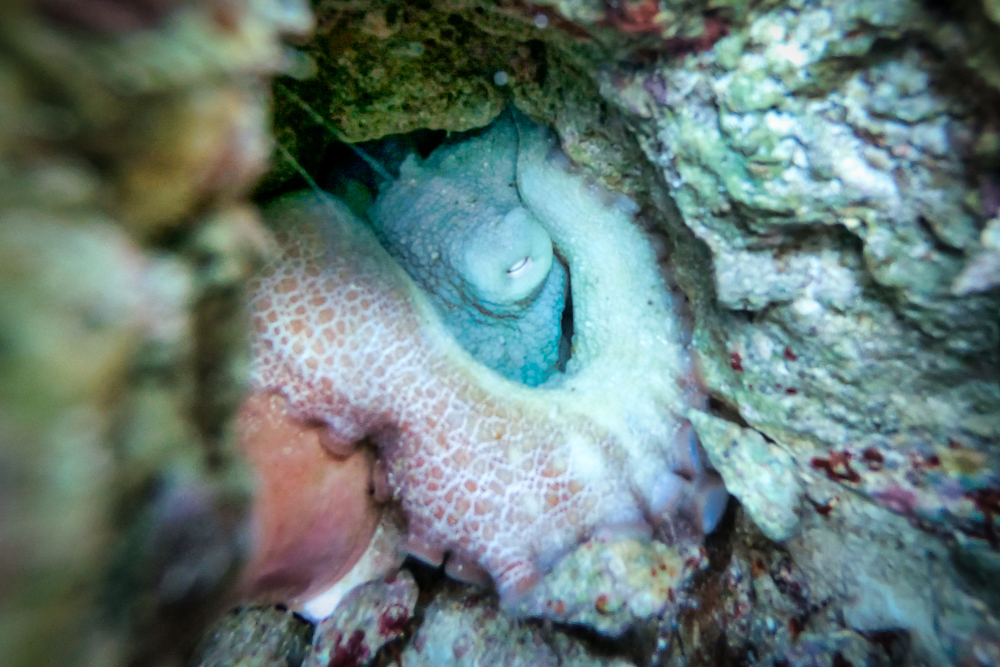A sleeping octopus in Hol Chan Marine Reserve