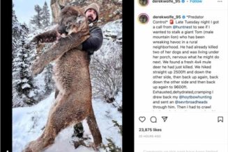 Former Super Bowl Champion Faces Swathes of Backlash After Killing Mountain Lion in Colorado