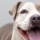 California dog nominated for 'best cuddler' award needs new home after her owner gave her up - Fox News