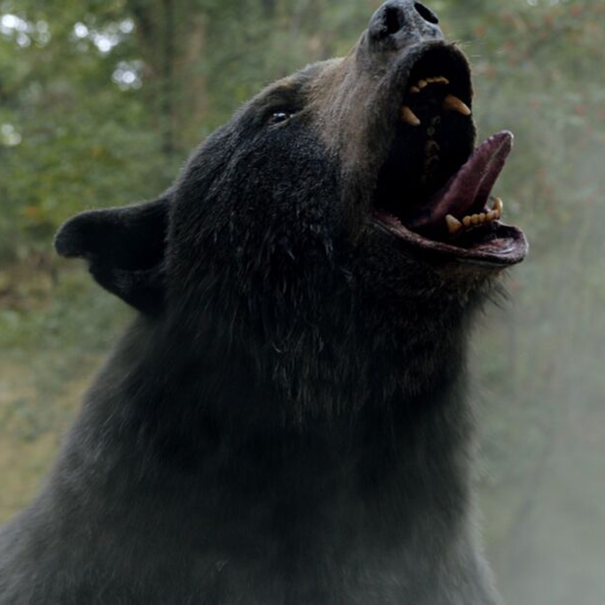 A bear roaring into a cloud of cocaine.