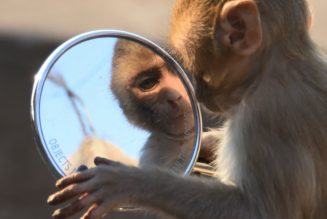 Introducing the AI Mirror Test, which very smart people keep failing