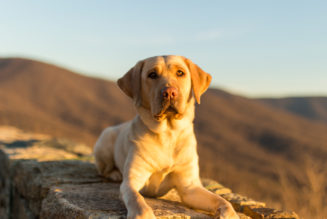 Ranked: America’s most dog-friendly national parks