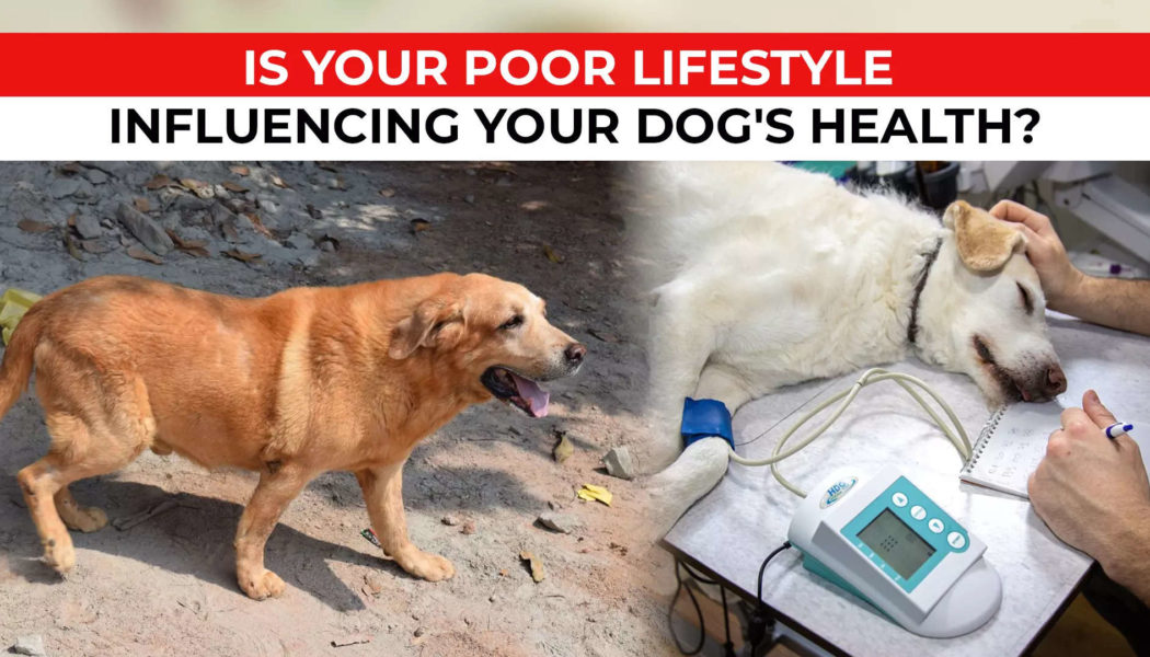 Is your poor lifestyle influencing your dog's health - Indiatimes.com
