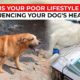 Is your poor lifestyle influencing your dog's health - Indiatimes.com
