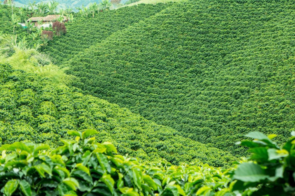 A coffee plantation in Colombia