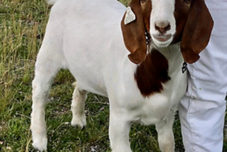 California deputies use tax dollars to travel 500 miles, cross 6 counties to kill pet goat: Lawsuit - KTVU FOX 2 San Francisco