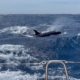 Killer whales ram boat off the coast of Morocco: 'We were sitting ducks,' says 'petrified' couple
