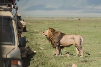 No, you can’t ride a lion on safari — why more companies are telling travelers ‘no’ these days