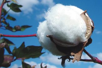 Report Finds ‘Disappointing’ Forced Labor Risks in Luxury Fashion