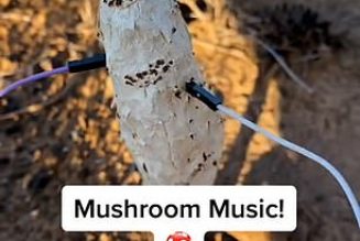 Scientist makes MUSIC out of mushrooms by wiring them to synthesiserÂ 