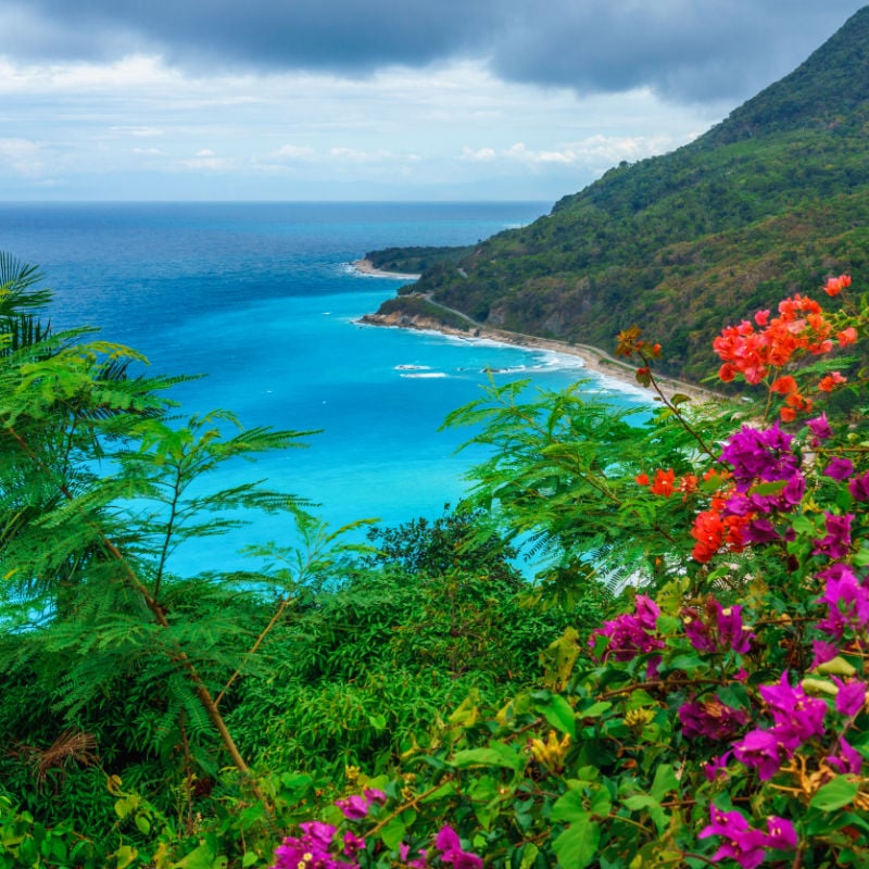 flowers on a cliffside in dominican republic