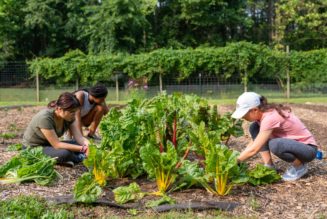 Campus Garden fosters community, sustainability and healthy living