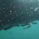 Five trapped whale sharks rescued from fishing nets by divers off Indonesia