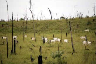 Countries that eat the most meat – ranked