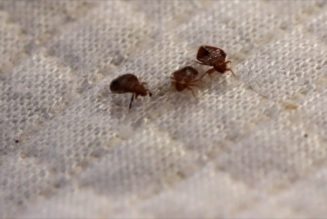 How to tell if you have bed bugs in hotels, rentals and what to do if you take them home