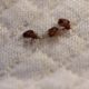 How to tell if you have bed bugs in hotels, rentals and what to do if you take them home