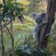 Australia travel guide: What to know before you visit the land down under