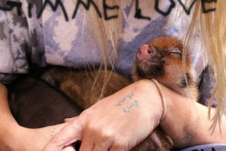 Sia - Gimme Love (Lyrics) (Mp3 Download) — NaijaTunez