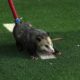 Possum disrupts TCU-Texas Tech game, goes viral after being dragged off the field
