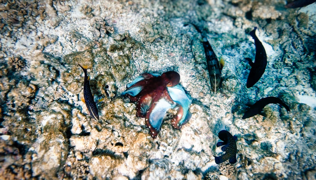 Snorkelling Baros Reef in the Maldives | Atlas & Boots