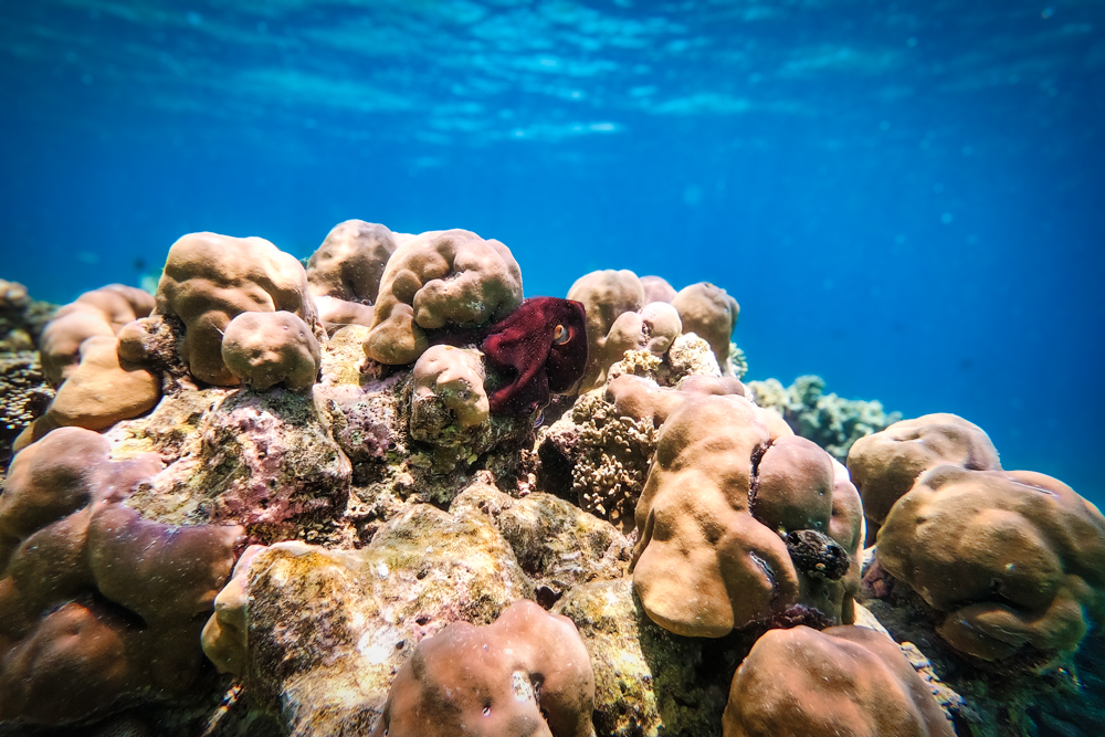 One of the octopus we saw snorkelling Baros Reef