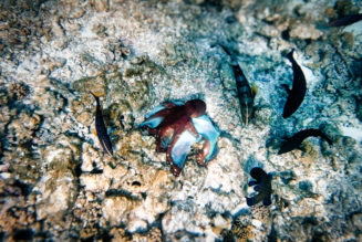 Snorkelling Baros Reef in the Maldives | Atlas & Boots