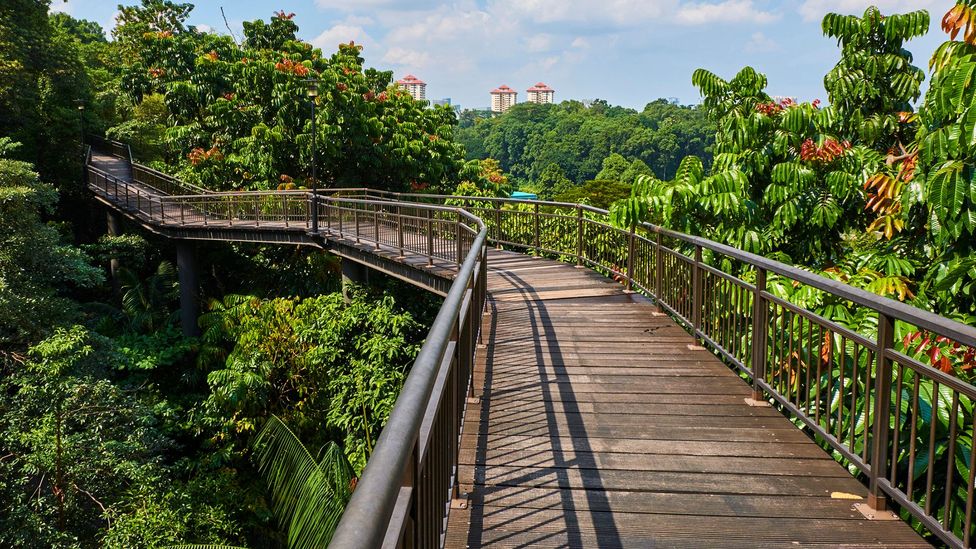The Southern Ridges trail is one of the best spots in Singapore to enjoy views of the city, harbour and the Southern Islands (Tuul & Bruno Morandi/Getty Images) The Southern Ridges trail is one of the best spots in Singapore to enjoy views of the city, harbour and the Southern Islands (Tuul & Bruno Morandi/Getty Images)