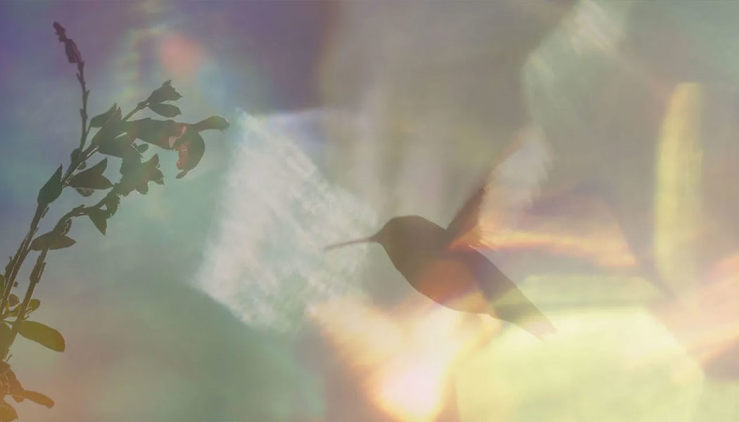 Every Little Thing Is About Life as Much as It Is About Hummingbirds: Sundance Review